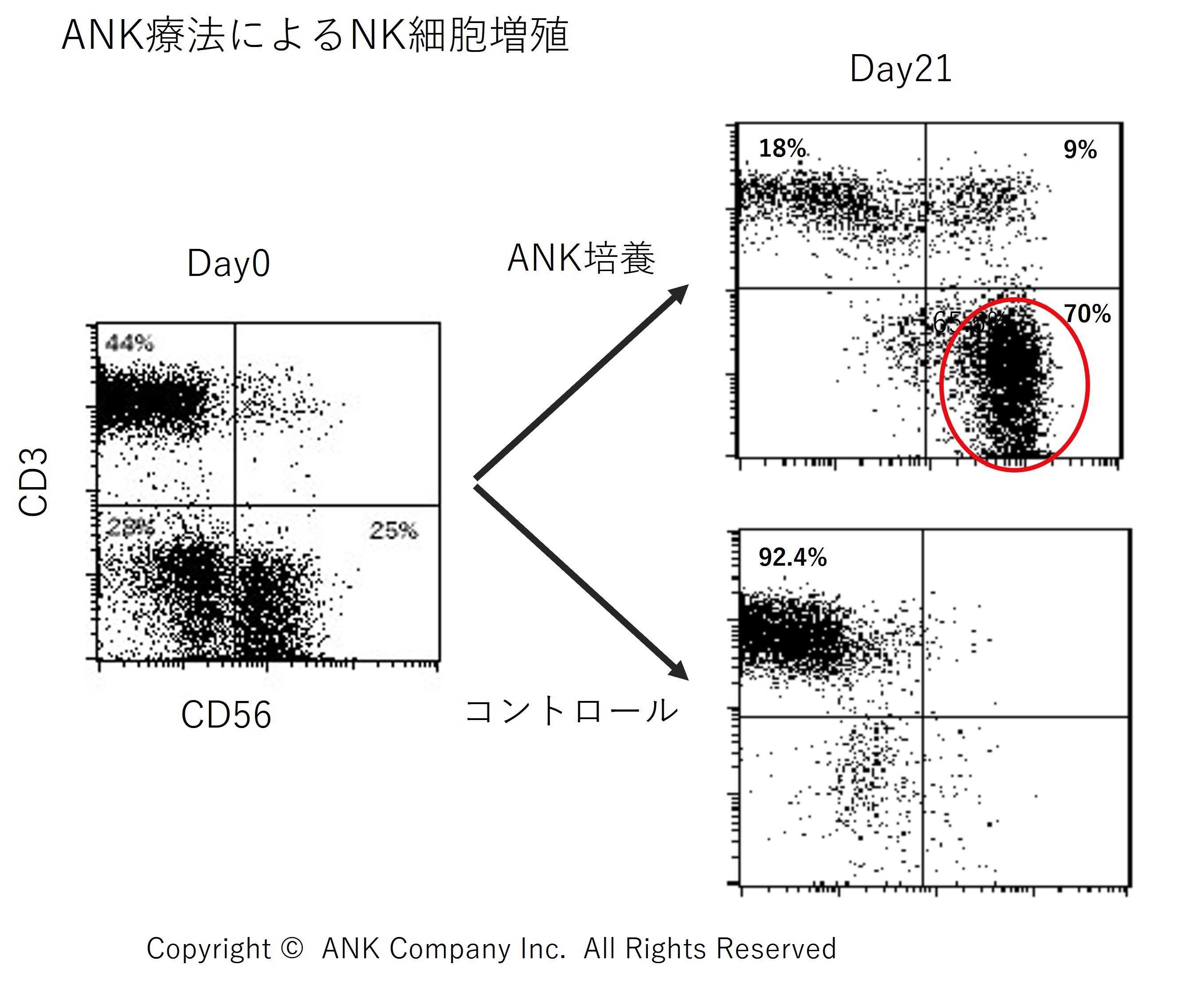 ANKƉuזEÖ@̒𐢊Ew(the World Cancer Congress 2023)Ŕ\@poN|{Z^[