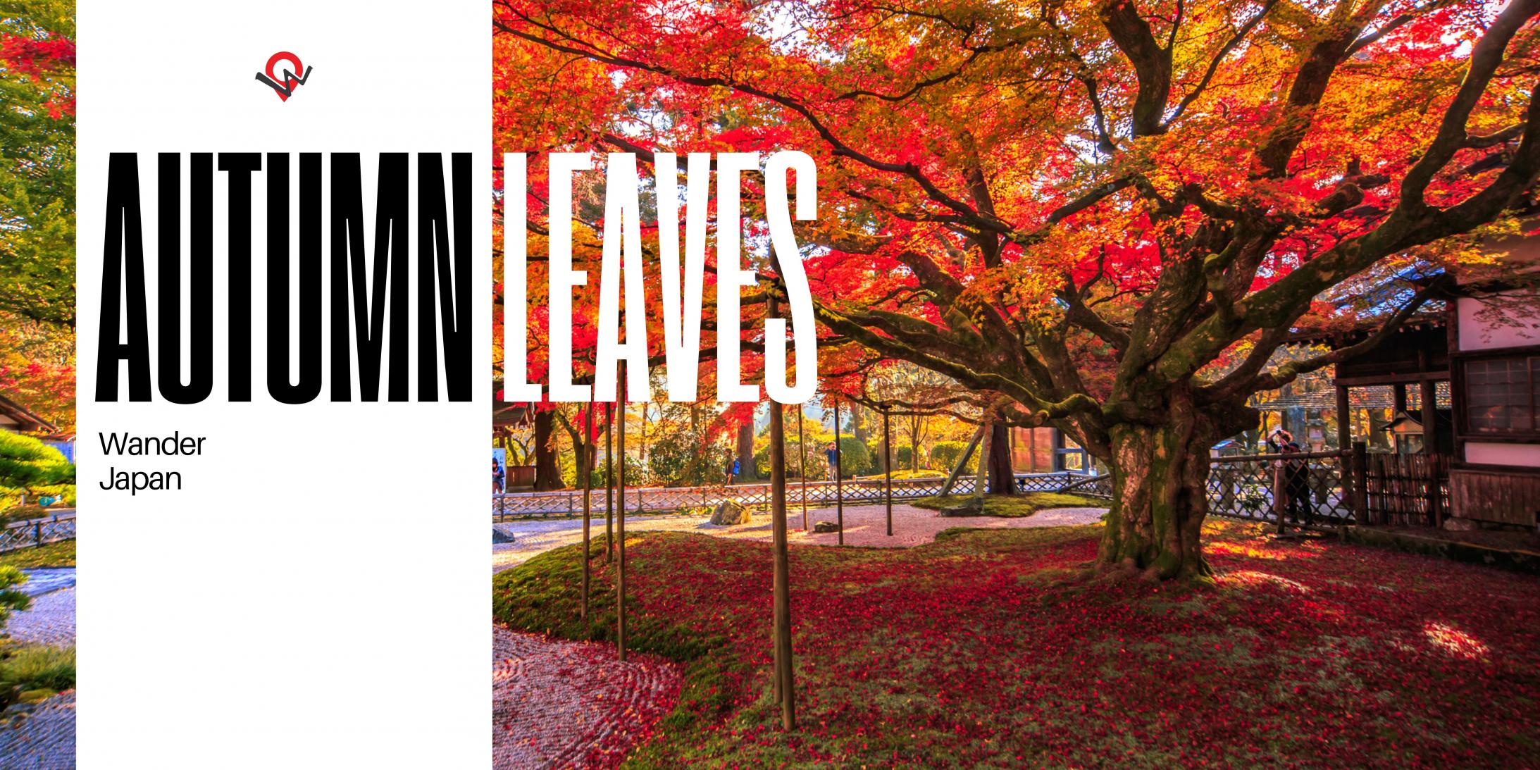 CoEȟRecuWander Japanv{̍gt\łh1-Day Autumn Leaves TourhJÌI