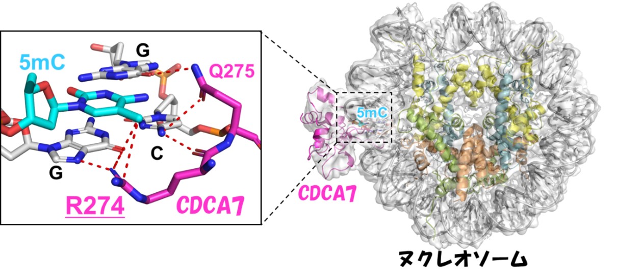 V`DNA^pN𔭌