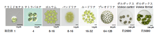 ysYƑwz{{bNXڑނ̑זEiƃCmY̘Aւ𔭌I-ۊwp wBMC Ecology and EvolutionxɌf