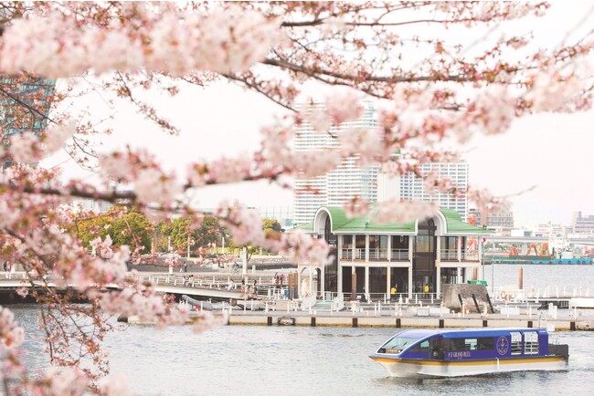 Cruise & Stay `Sakura` 2023